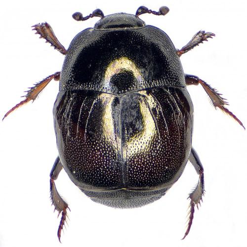 Réf. 198 651 : Saprinus acuminatus